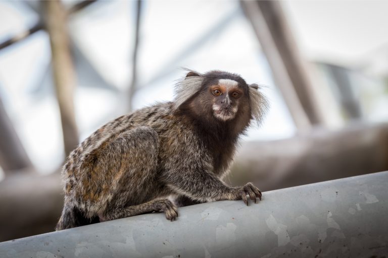 pet marmoset