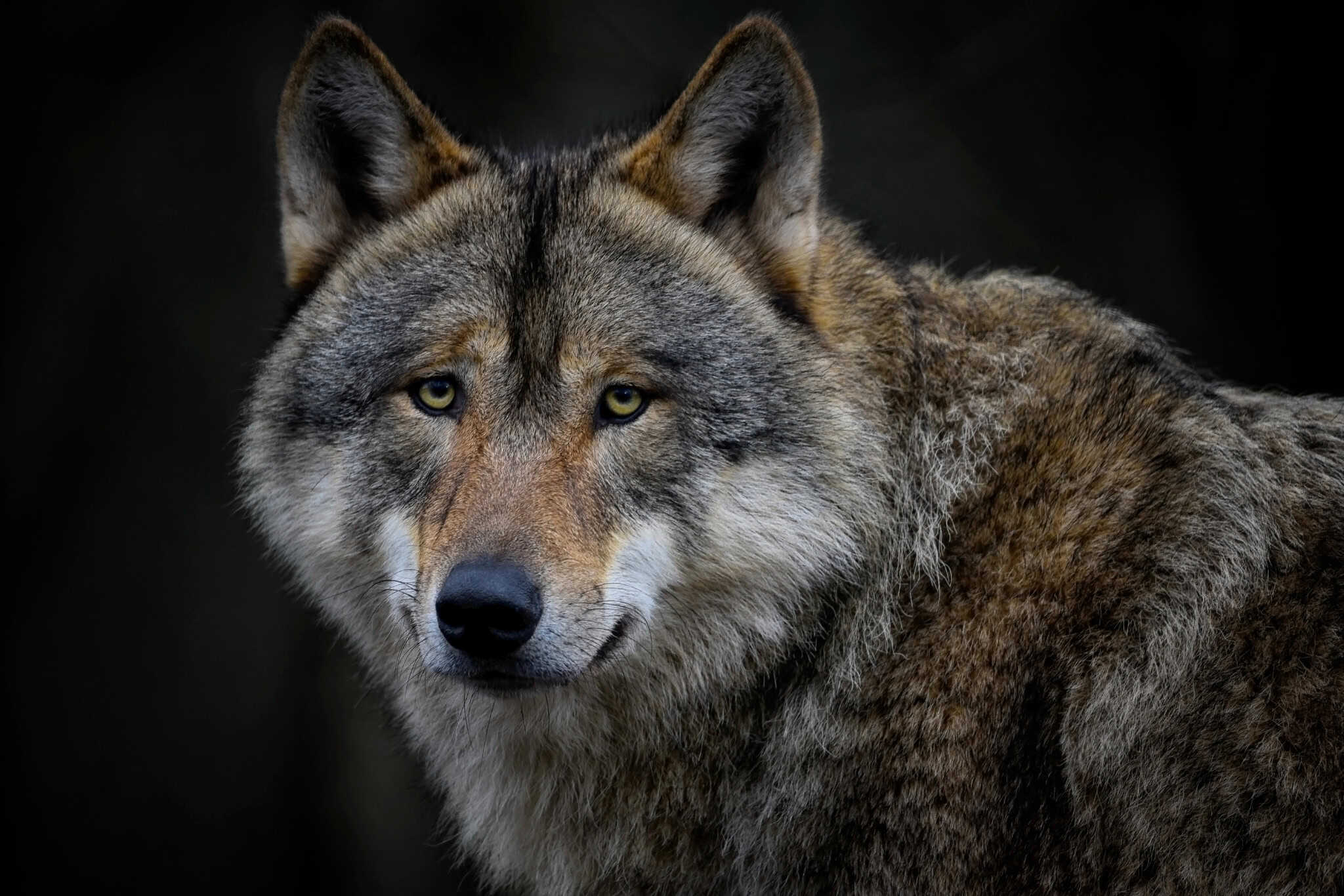 wolf hybrid