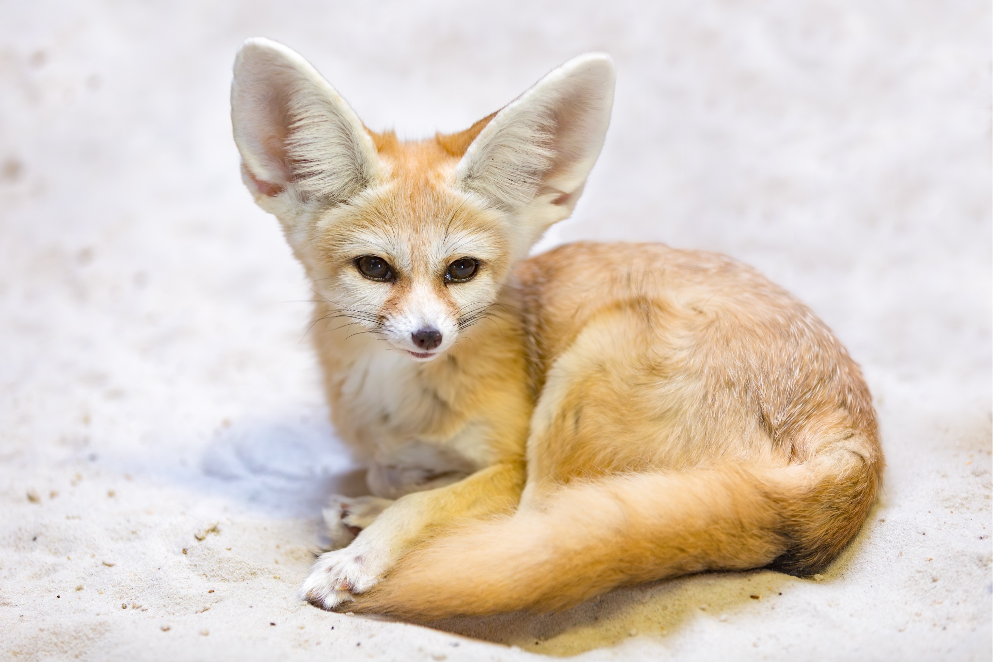 the truth about exotic pets