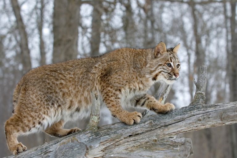bobcat