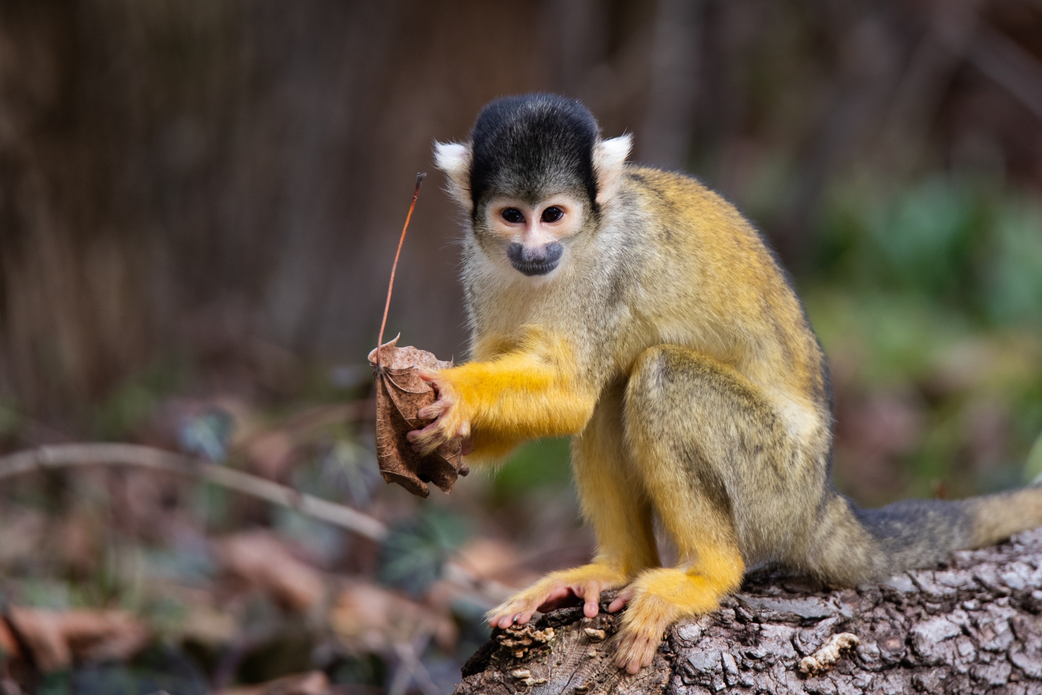 Safe and Toxic Plants for Pet Monkeys