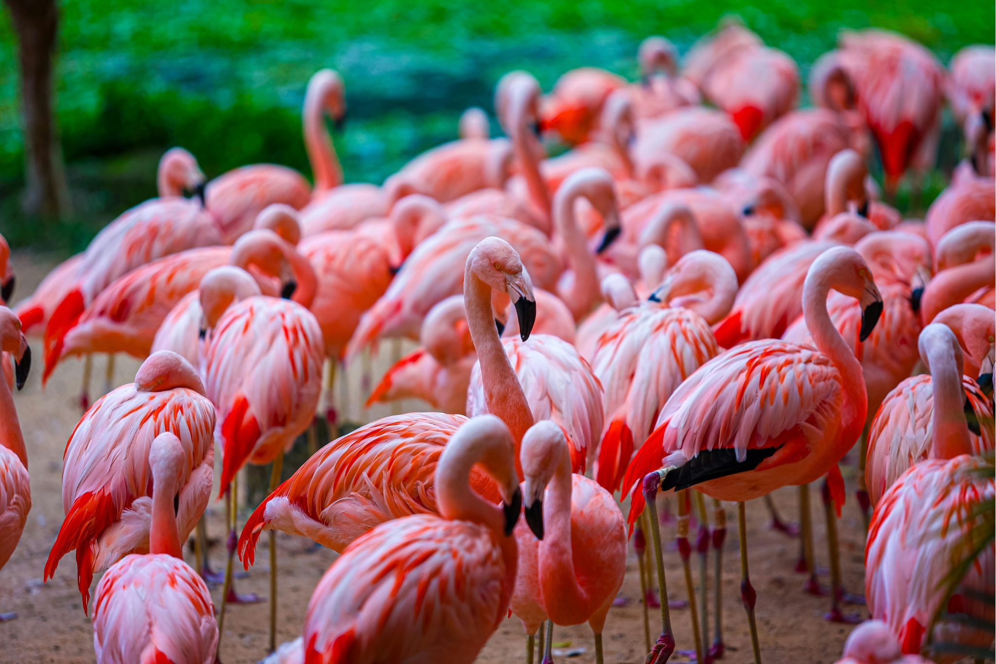 flamingos