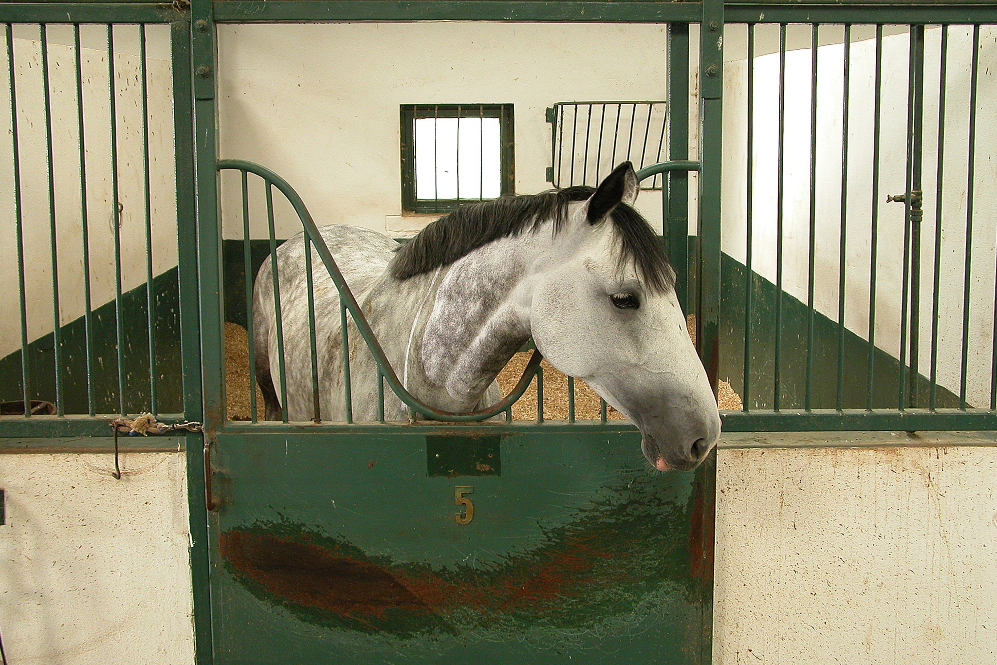horse stall enrichment