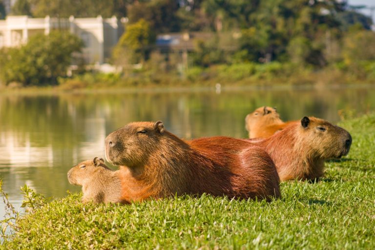 capybara