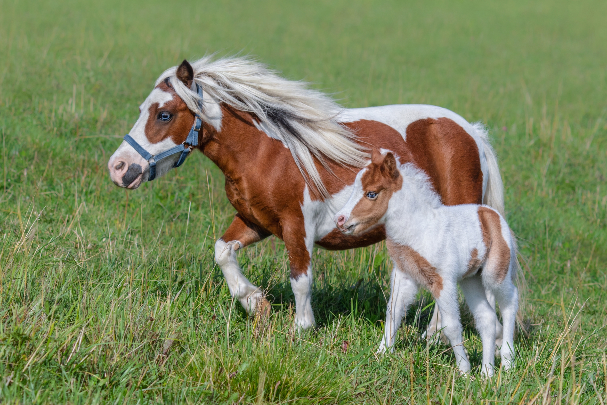 miniature service horses