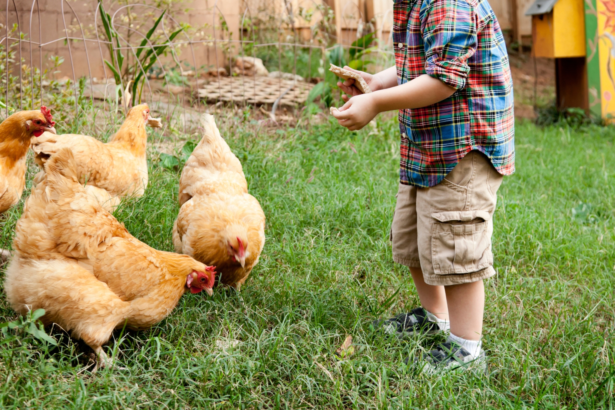 Backyard Chickens 101