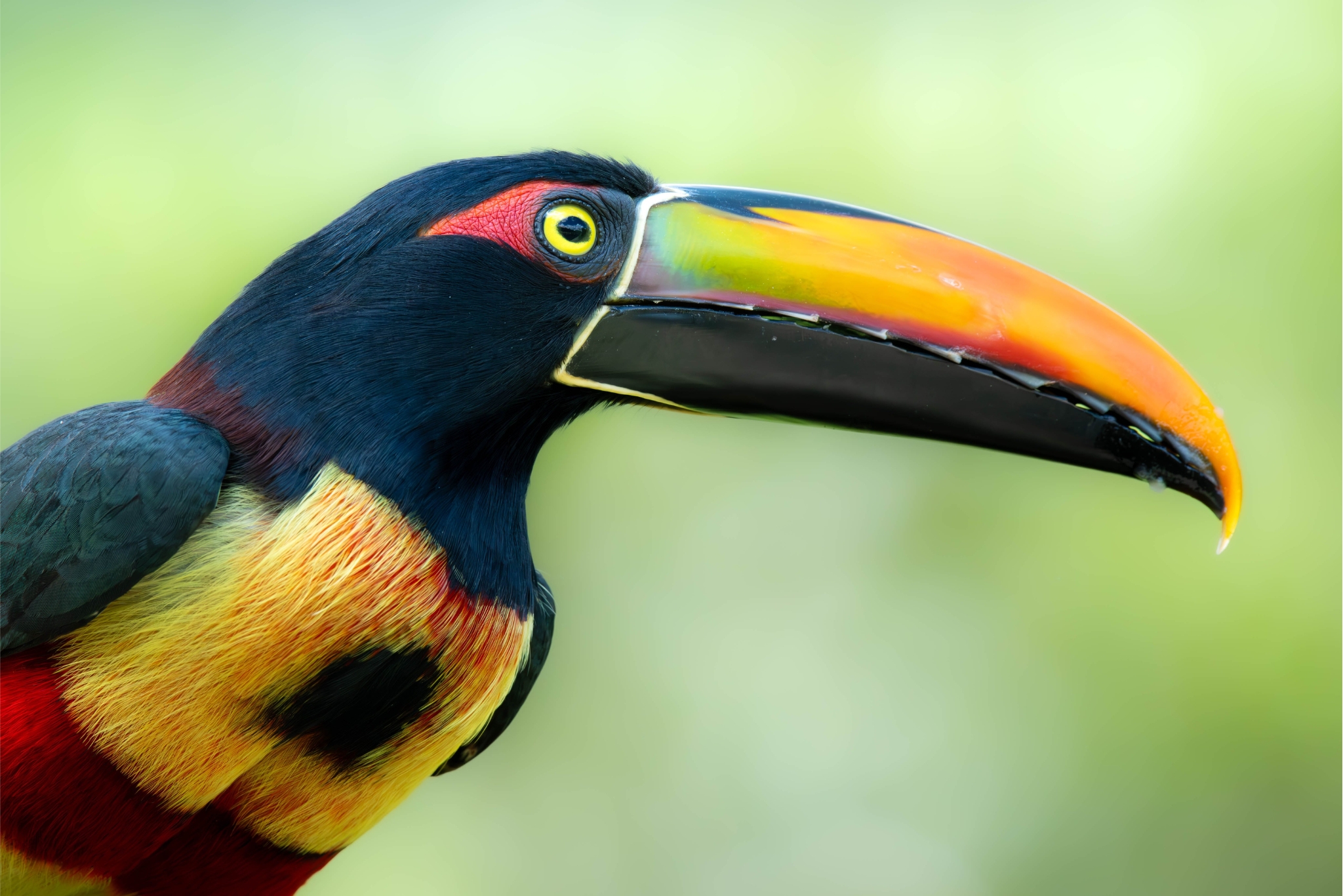 pet aracari