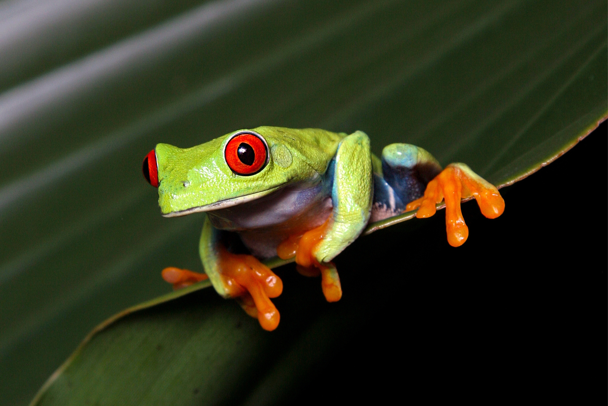 red eyed tree frog