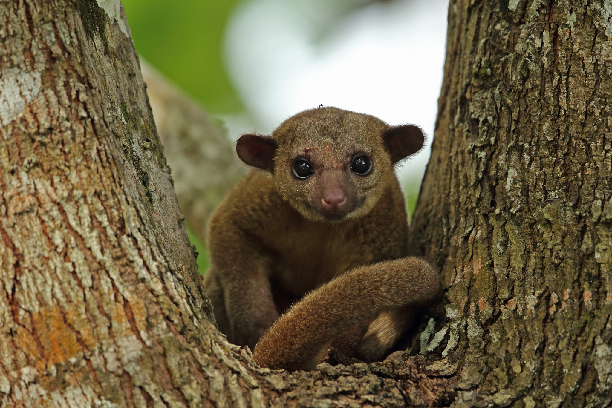 kinkajou enrichment