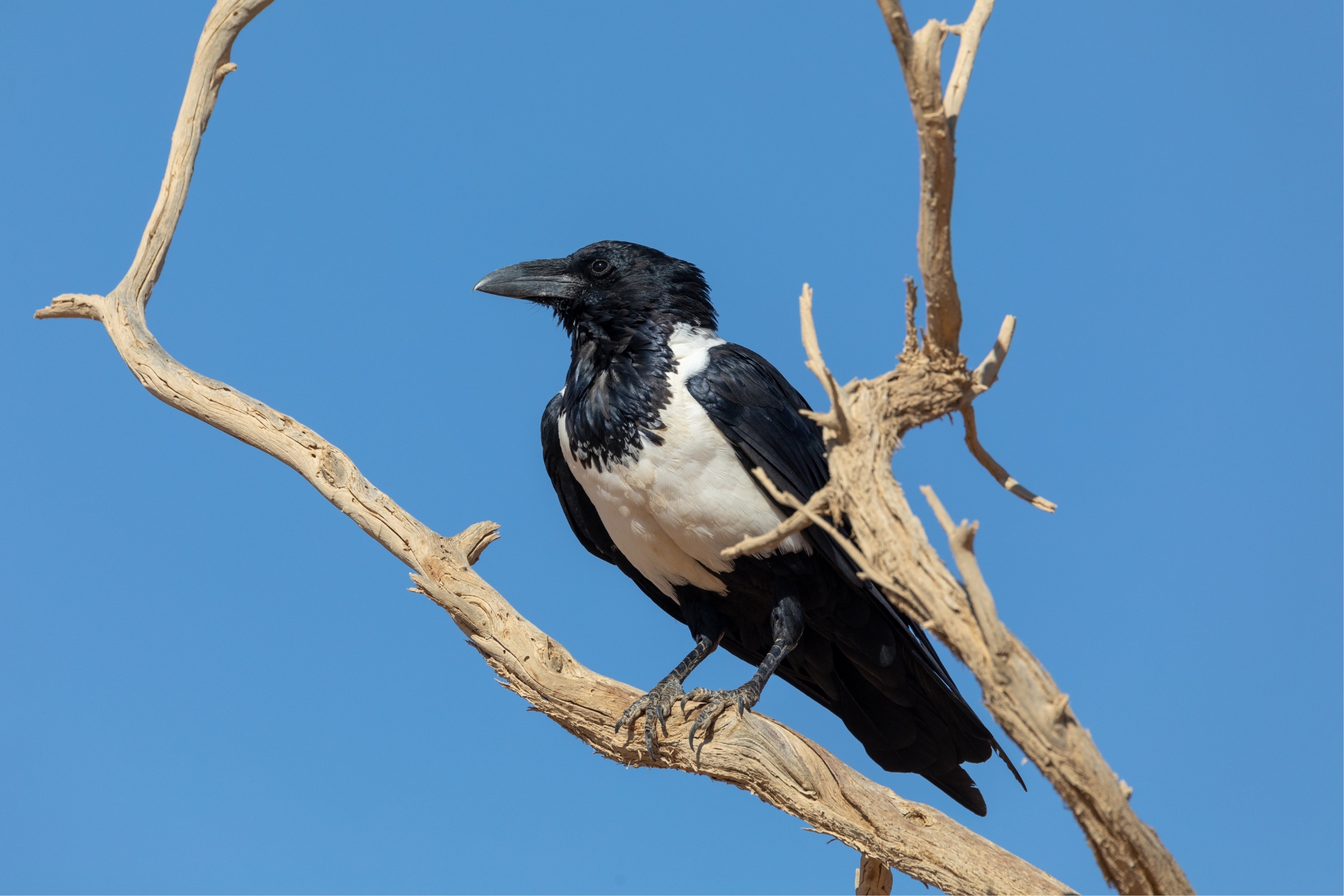 african pied crow