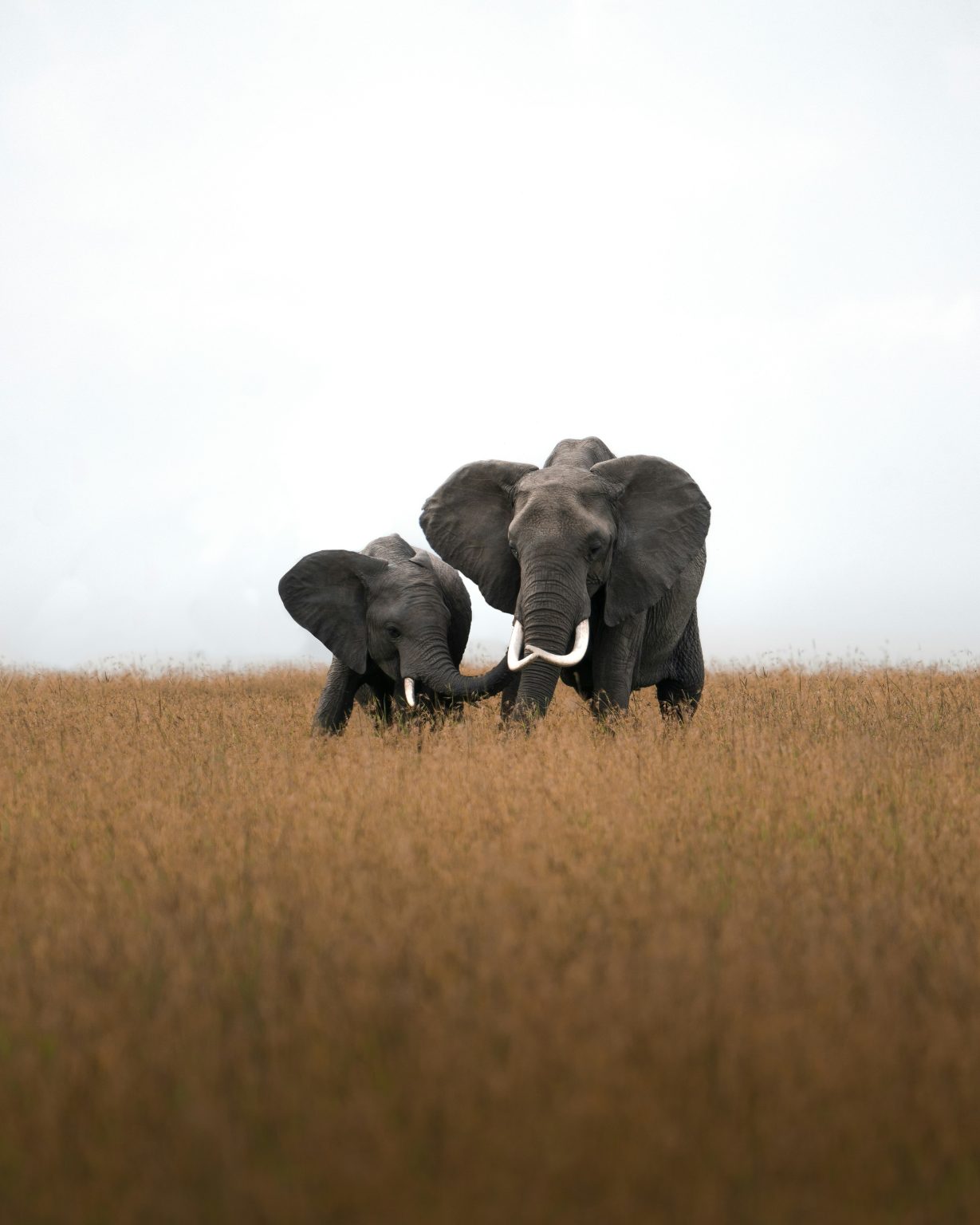 What Is Enrichment for Animals? A Guide to Healthier & Happier Lives