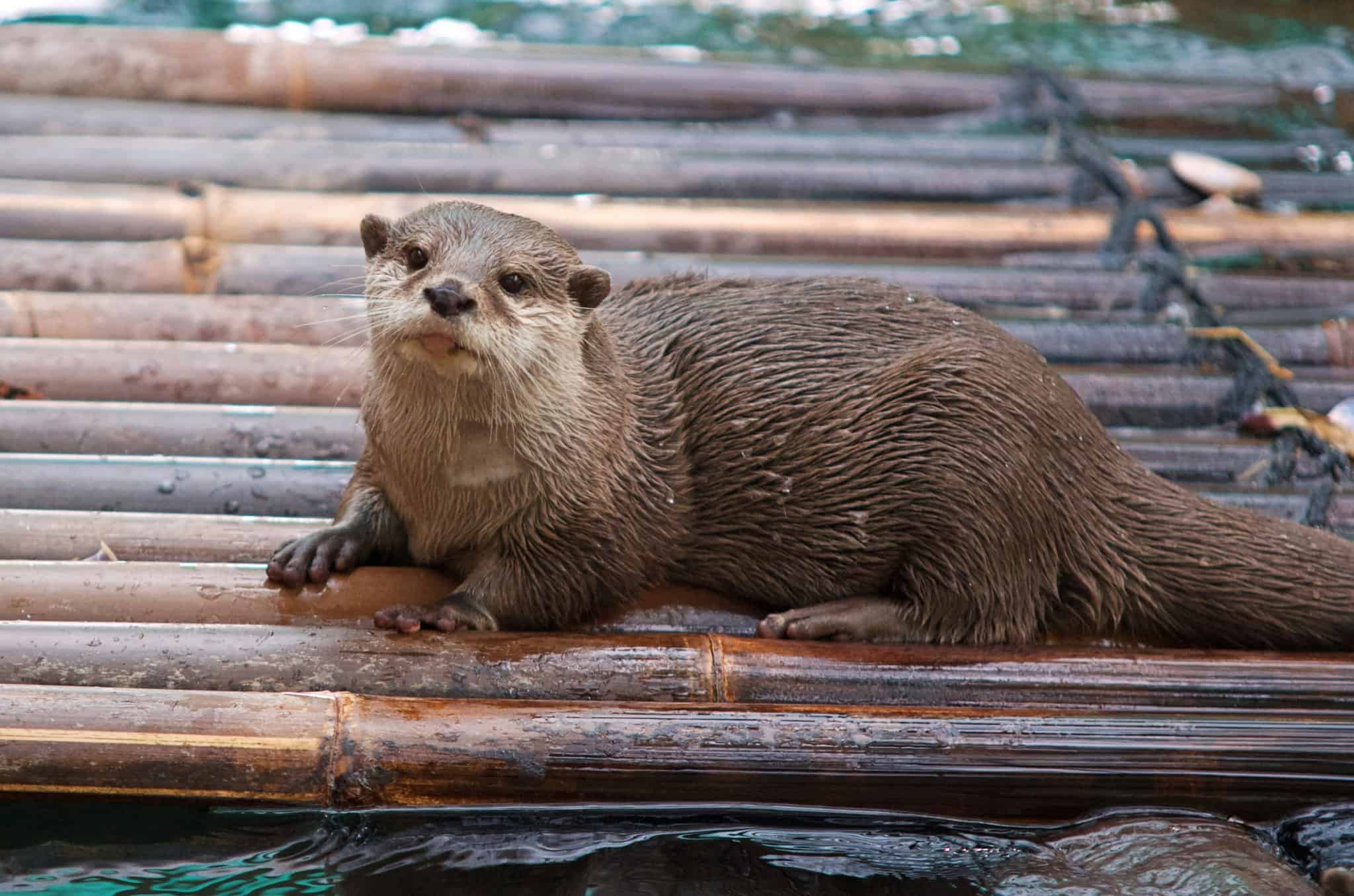 from-kibble-to-crabs-the-science-of-feeding-asian-small-clawed-otters