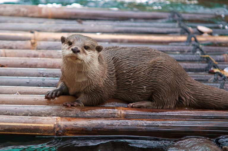 asian small clawed otters