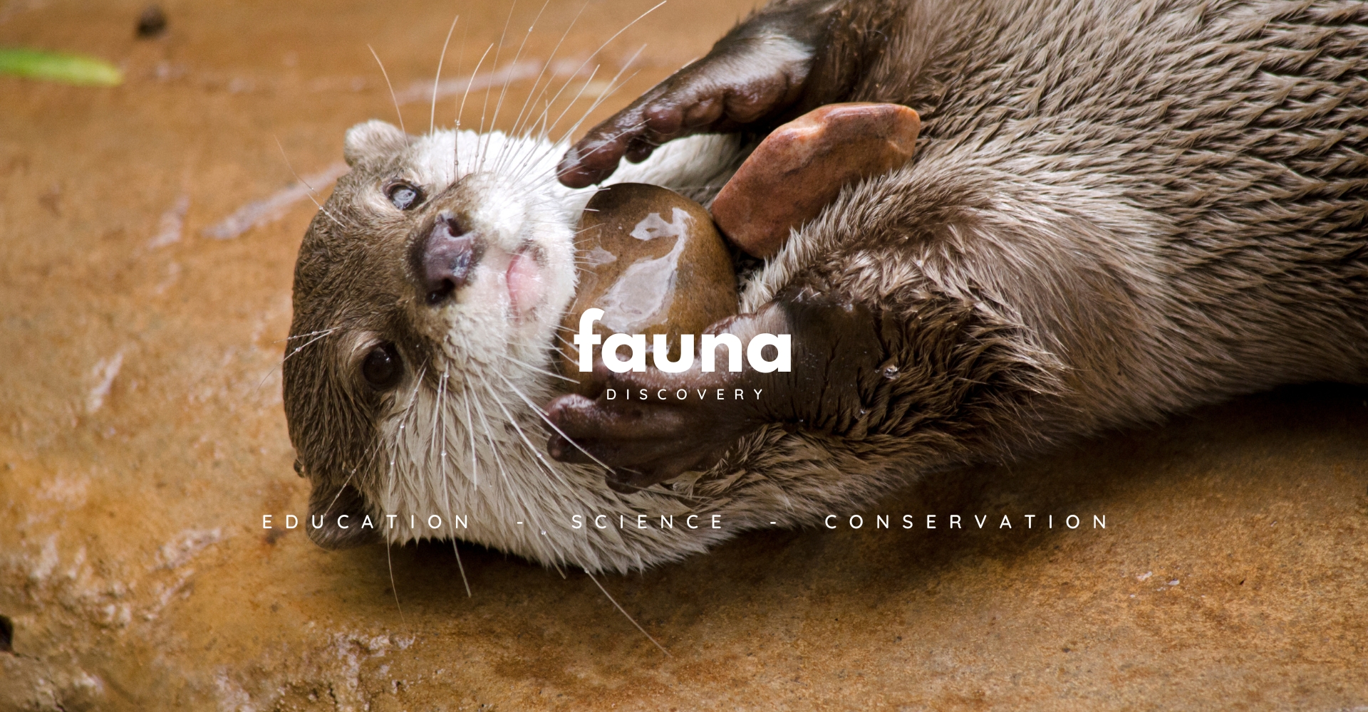 fauna discovery
