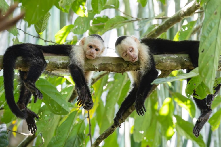 Pet Monkey