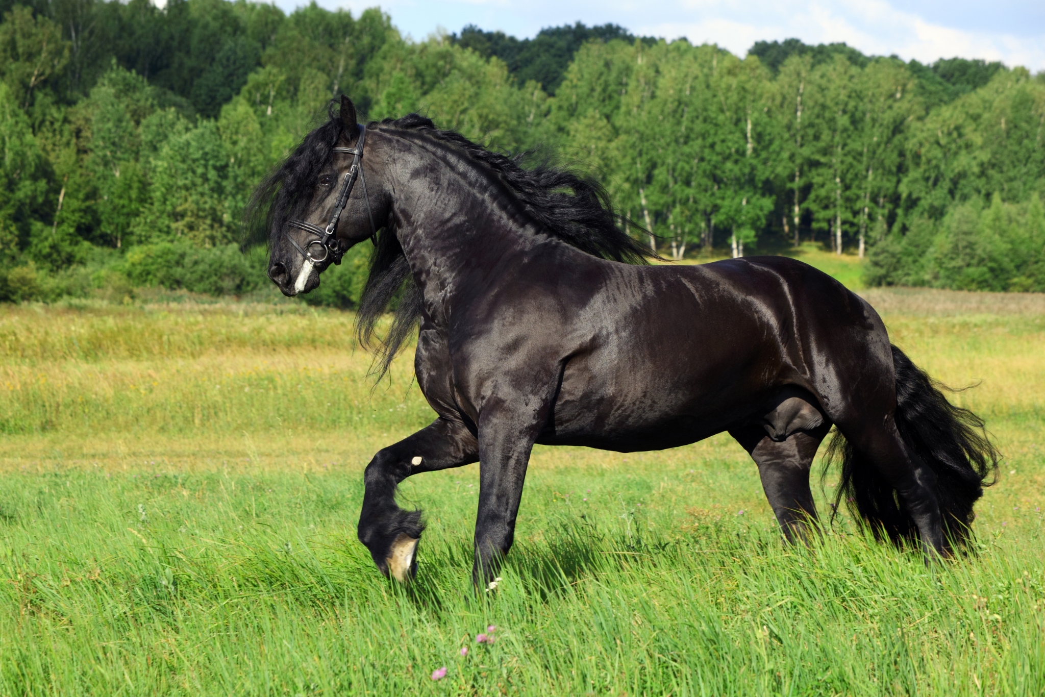 stallion