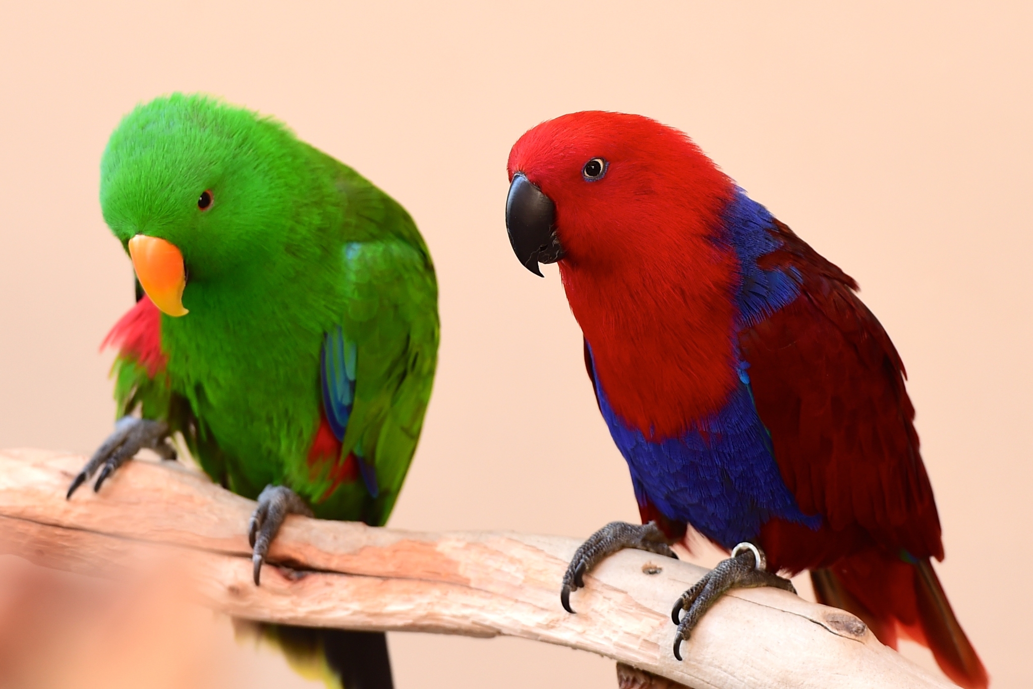 Eclectus Parrots