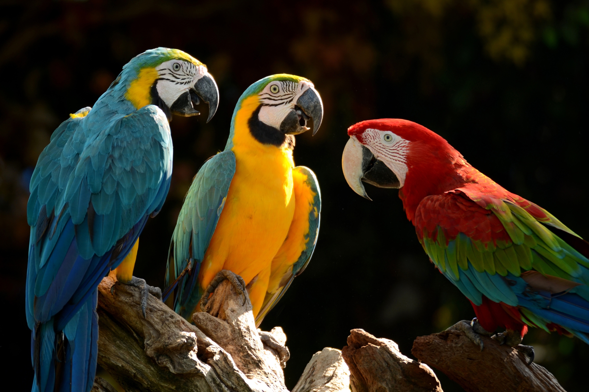 Can Parrots Eat Grapes?