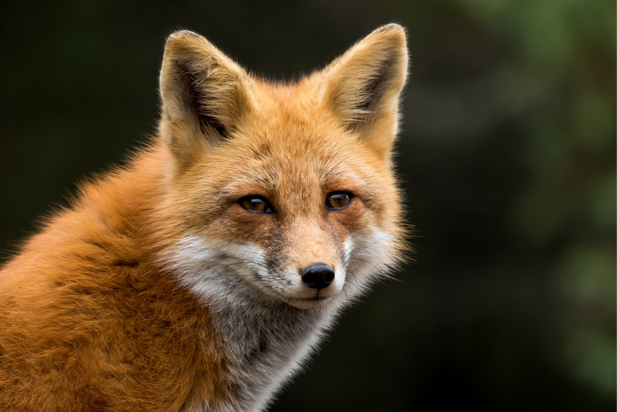 Pet Red Foxes