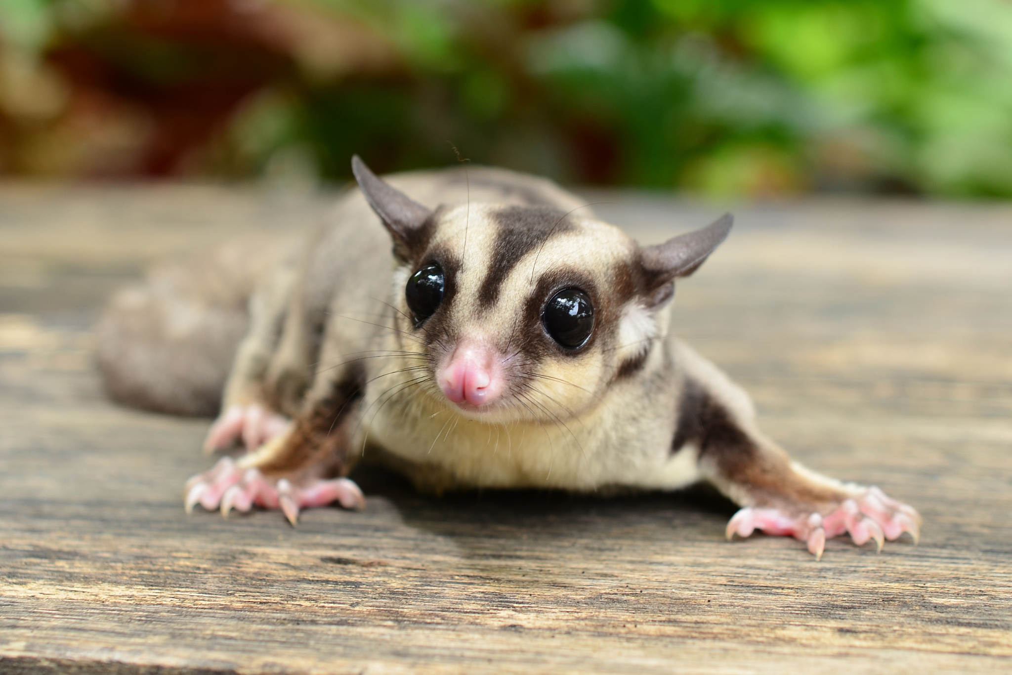 Sugar Gliders