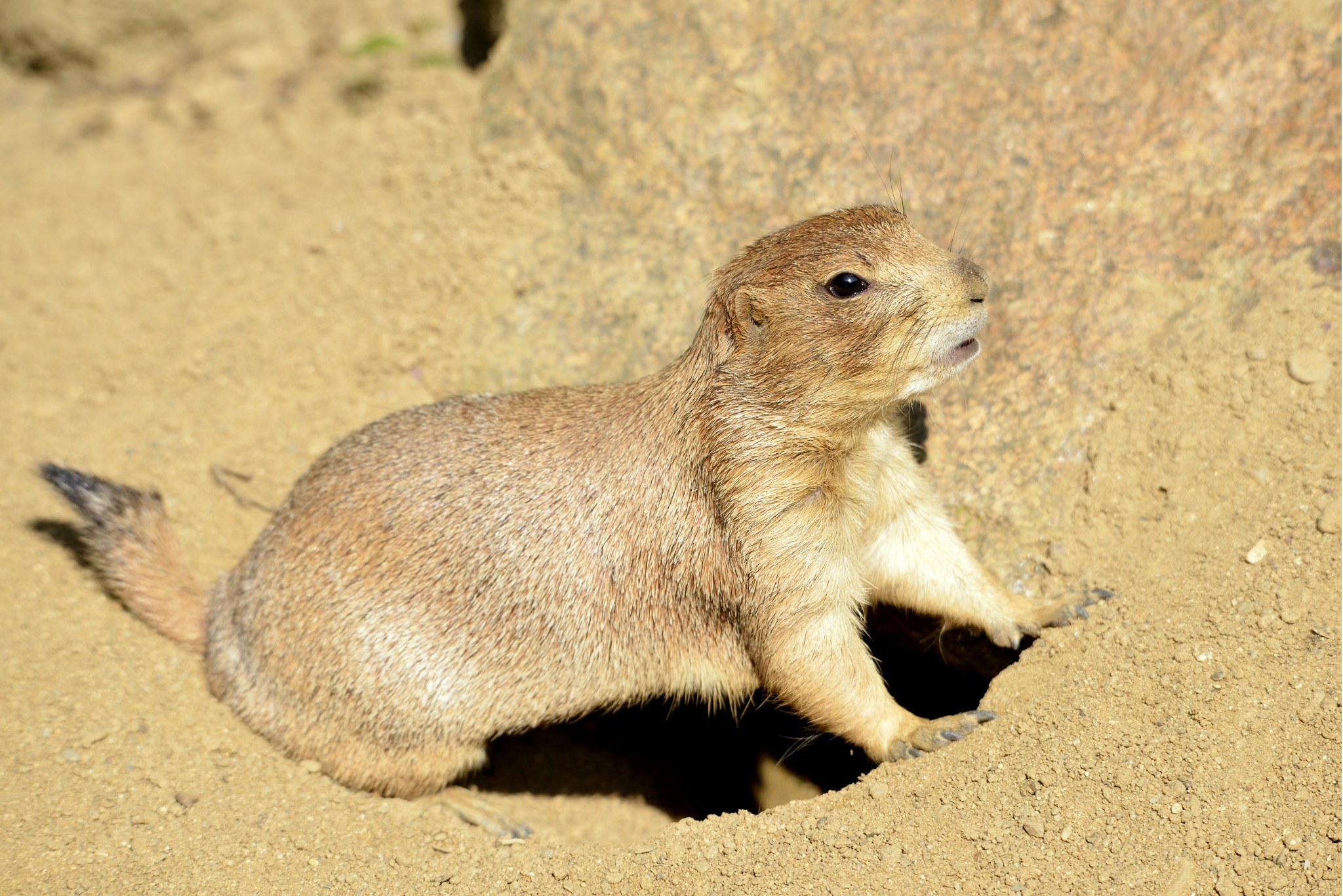 Prairie Dogs