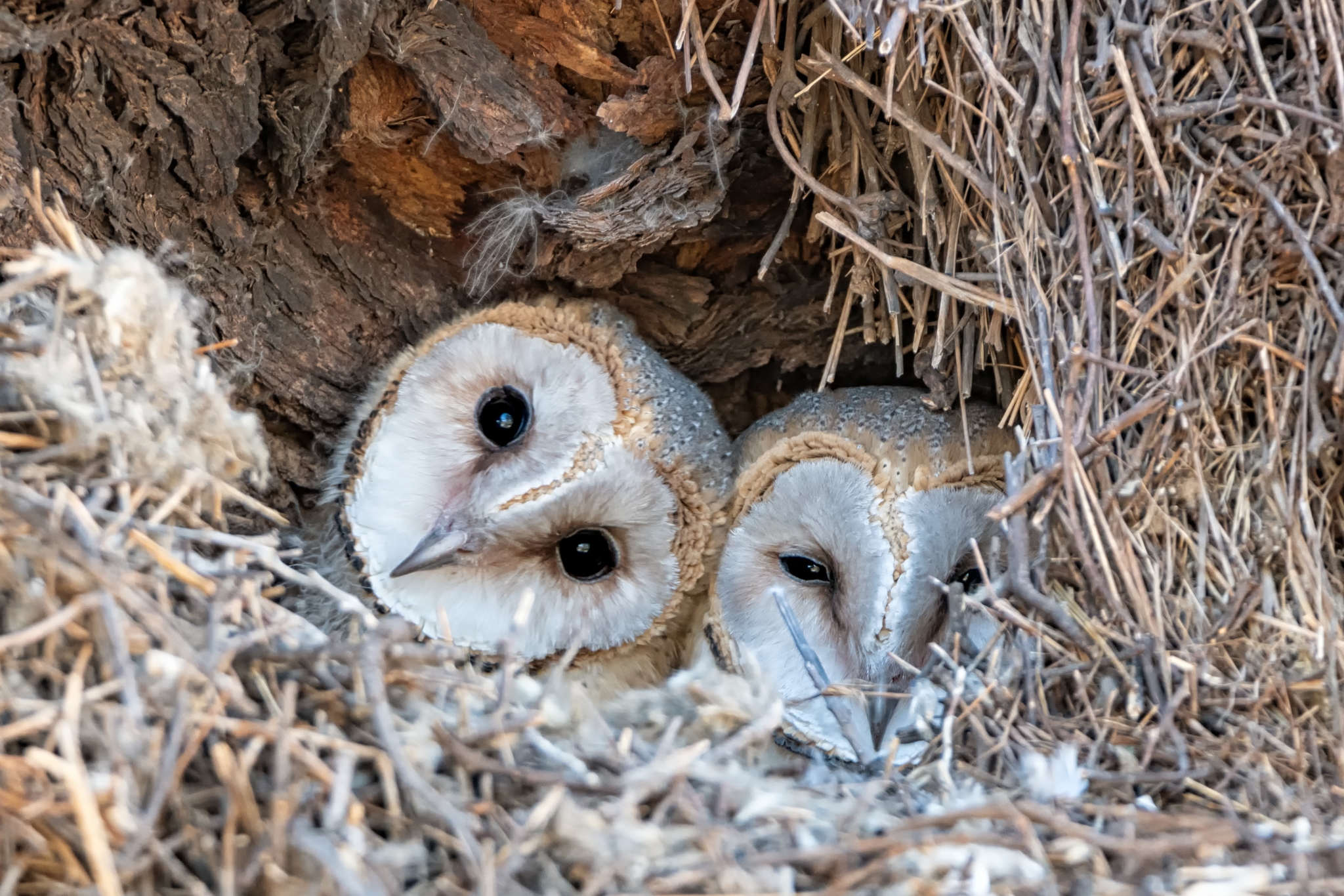 Barn Owls