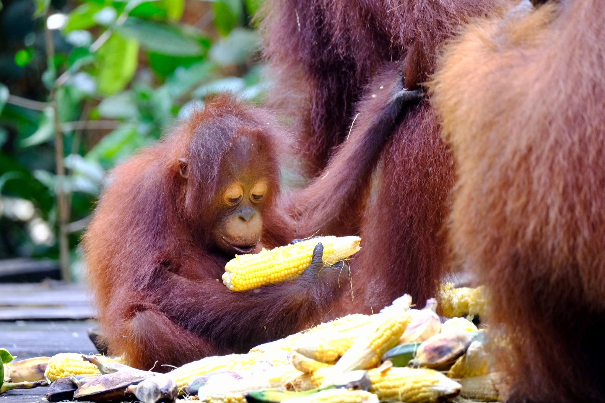 Animal Sanctuary