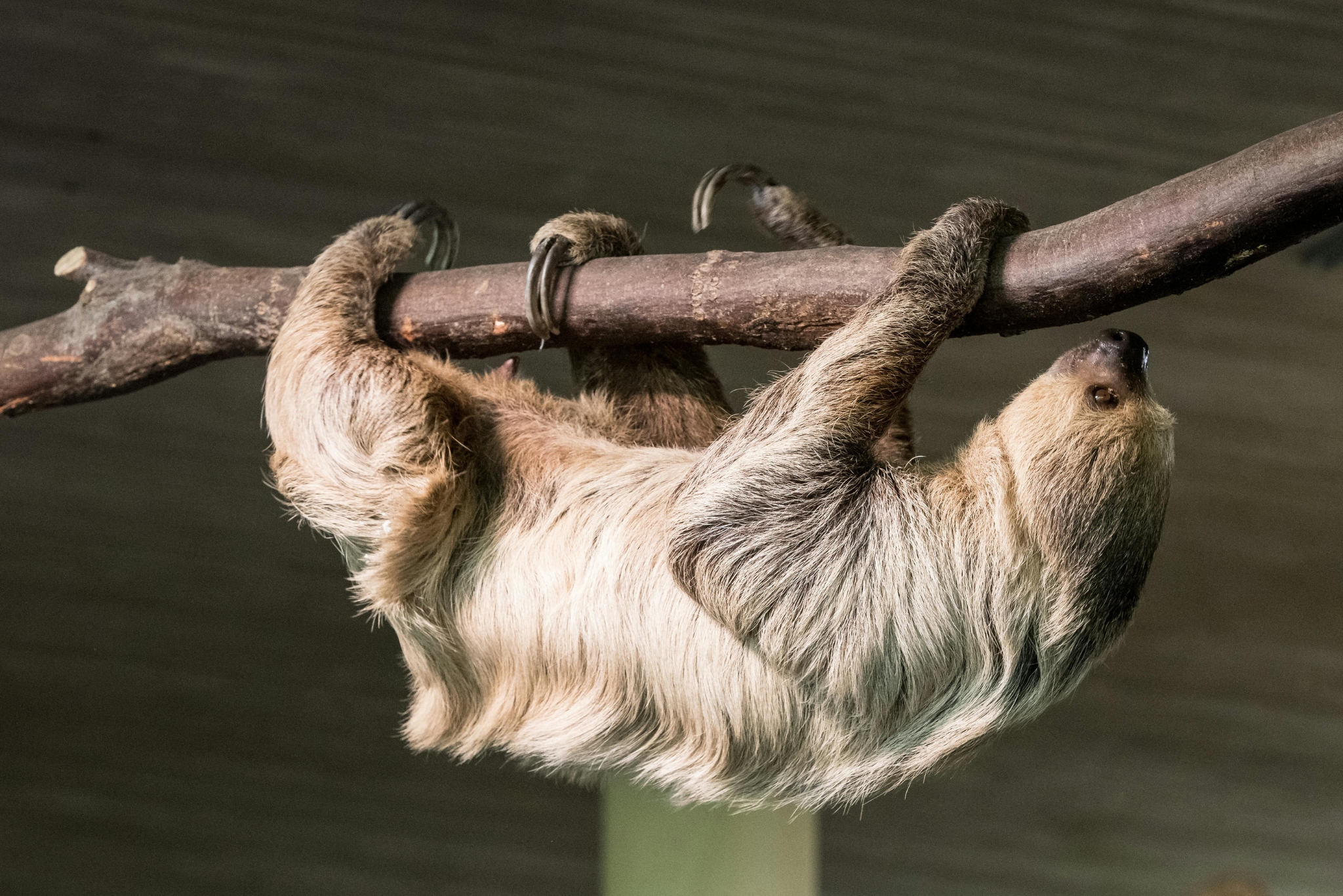 USDA Exotic Animal Licenses