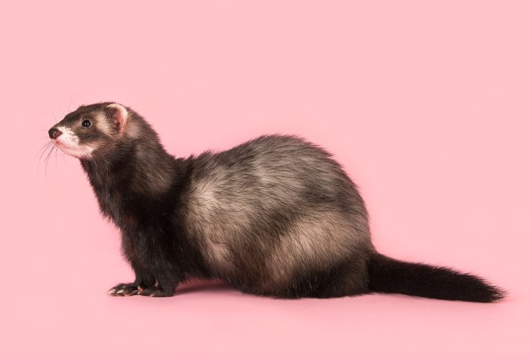 Are Ferrets Legal in California