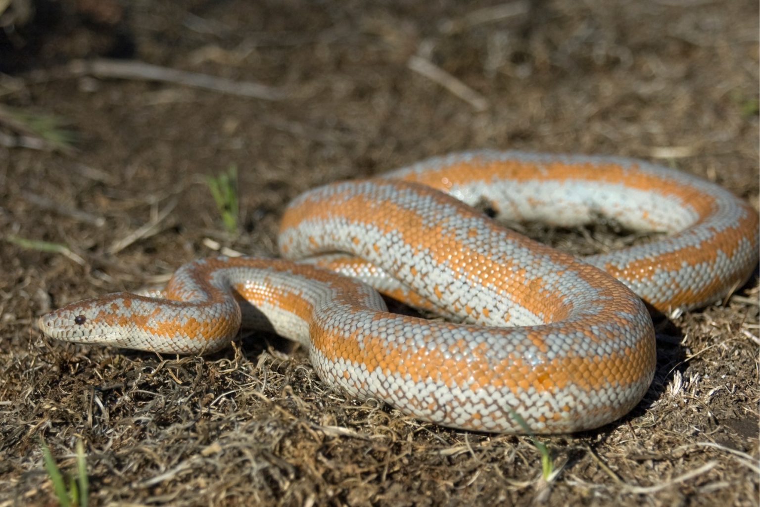 Rosy Boa Care Guide: From Setup to Feeding