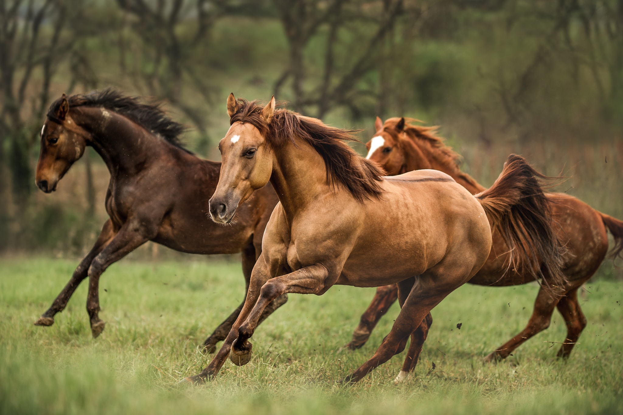 Do Horses Need Grain?
