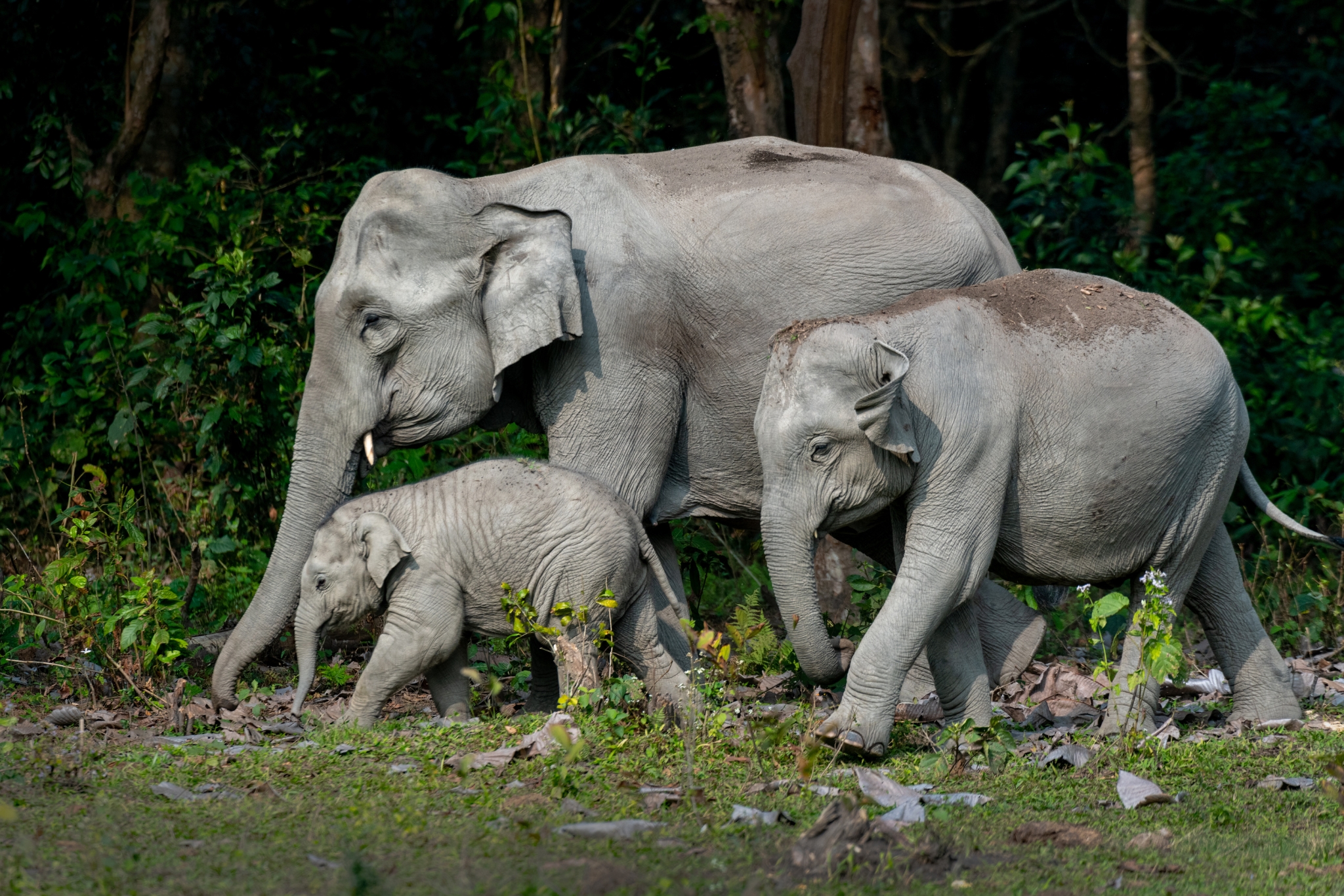Asian Elephant Facts