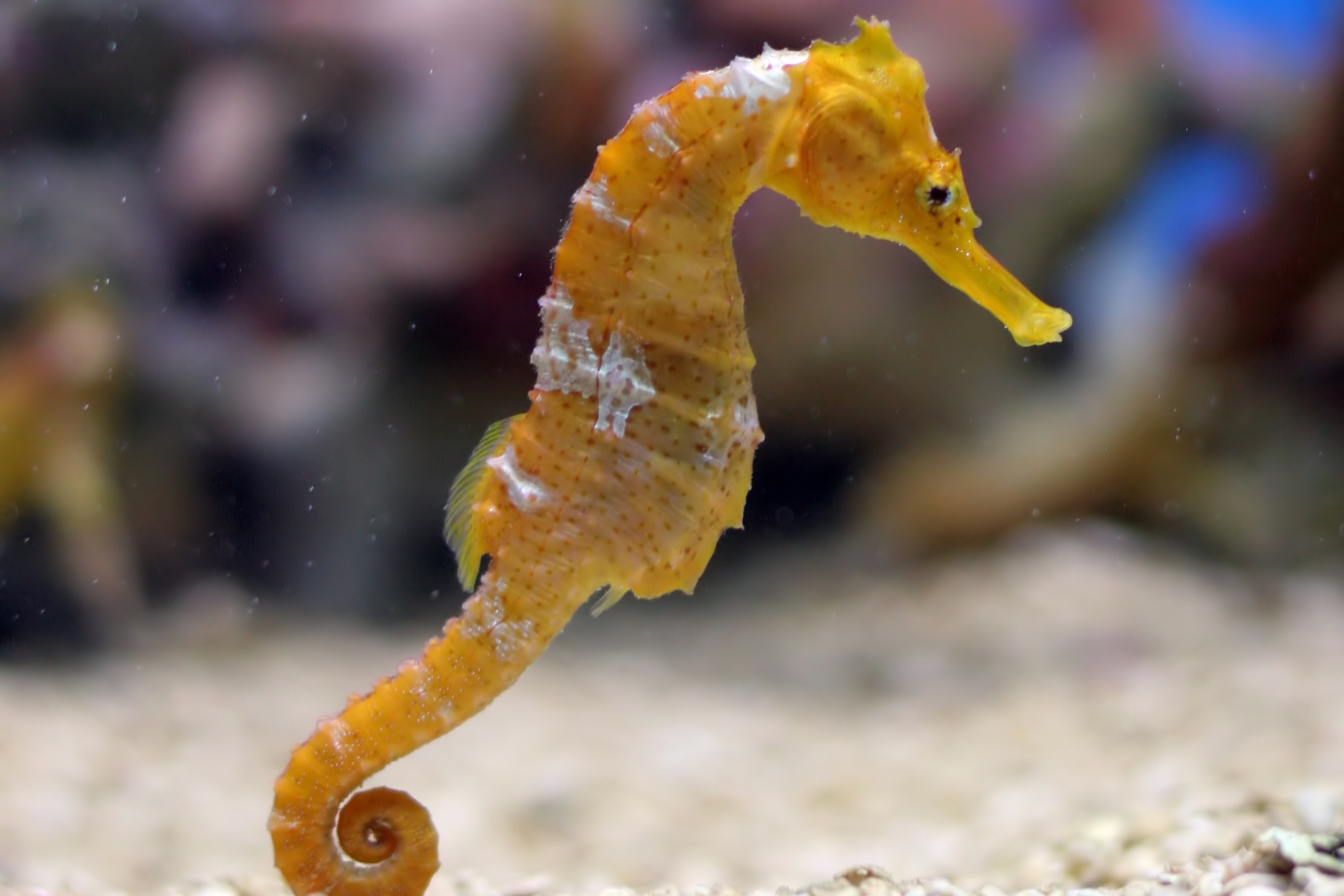 pet seahorses