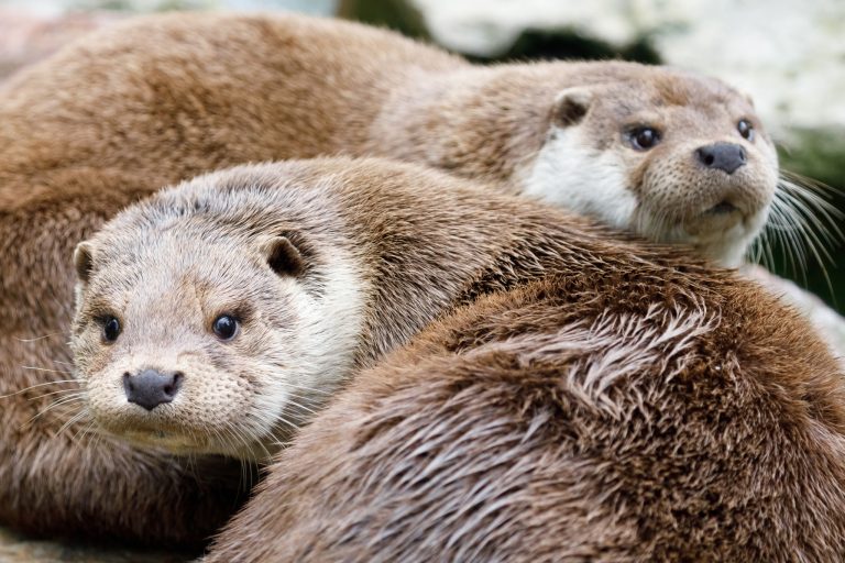 otters