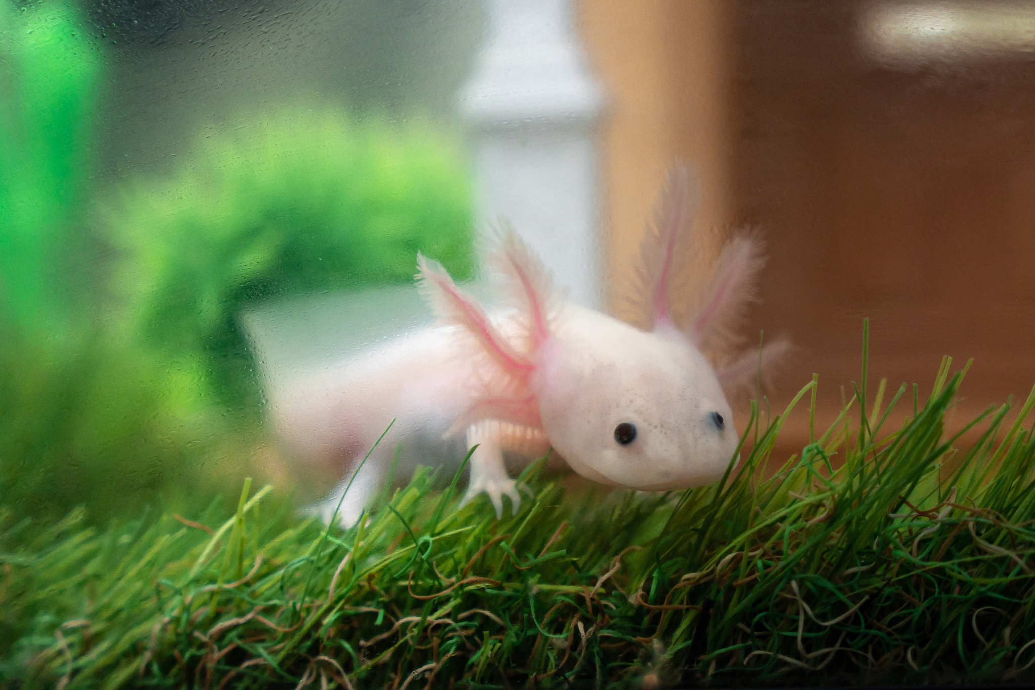 Pet Axolotl