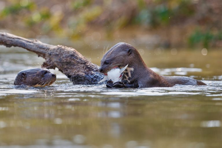 Foraging