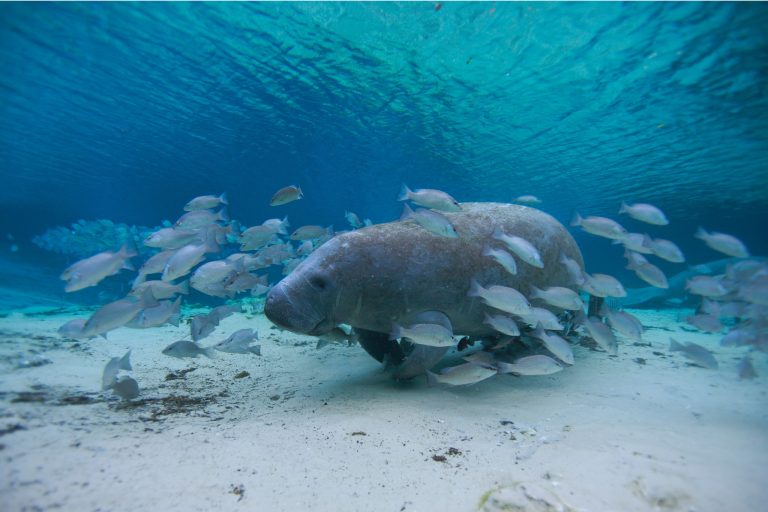 Places to See Wildlife