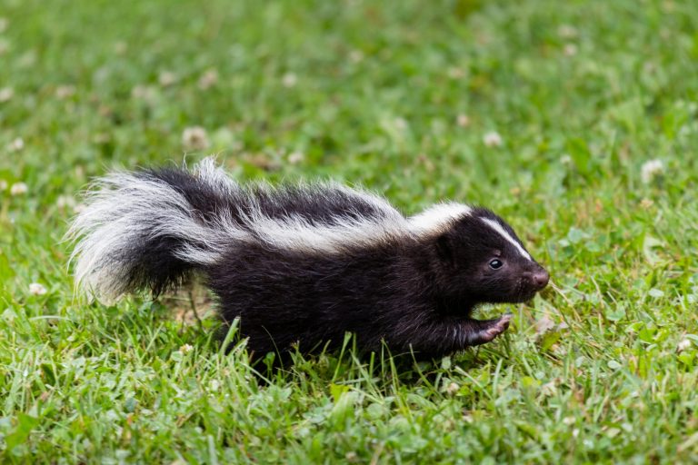 Can Pet Skunks Eat Carrots?