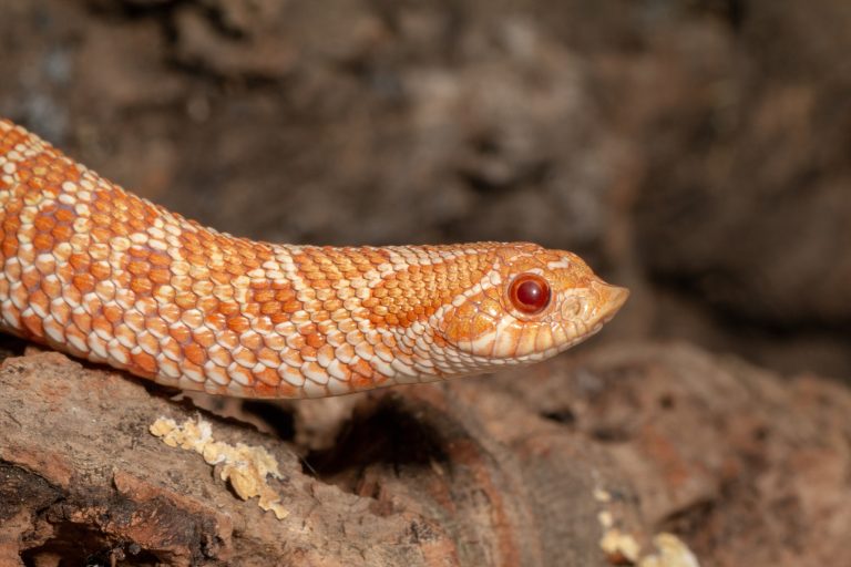 Hognose Snake Facts