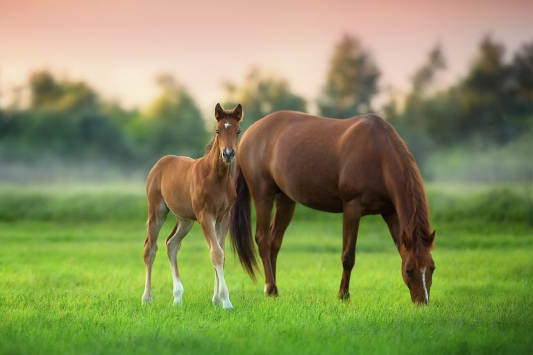 Before You Breed Your Mare