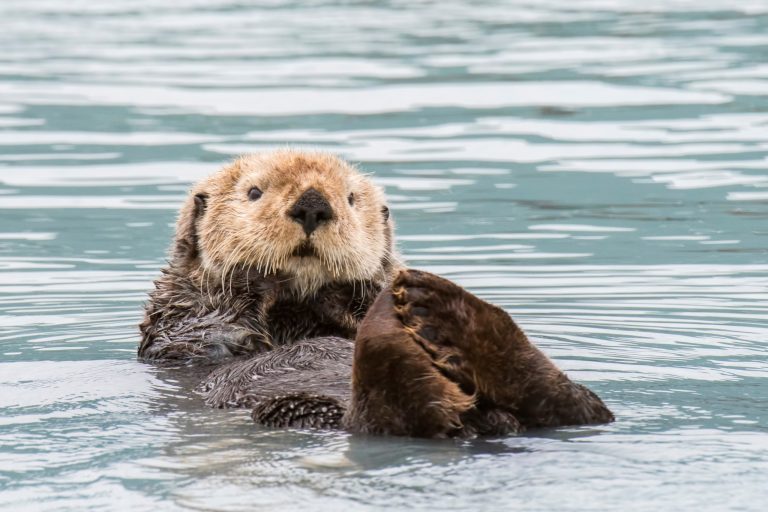 What is a Keystone Species?