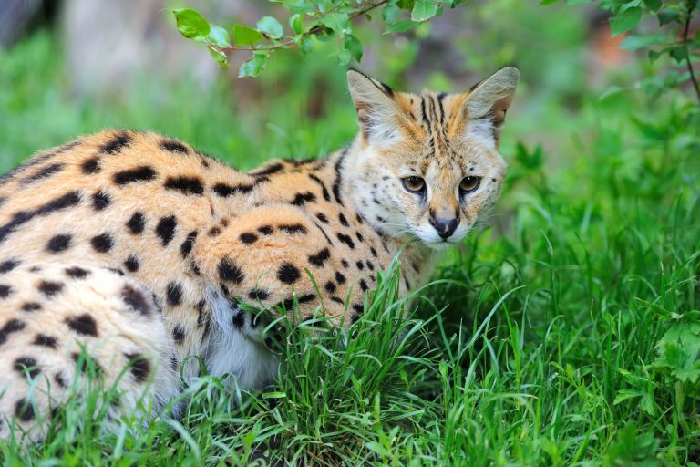 Should Servals Be Kept as Pets?
