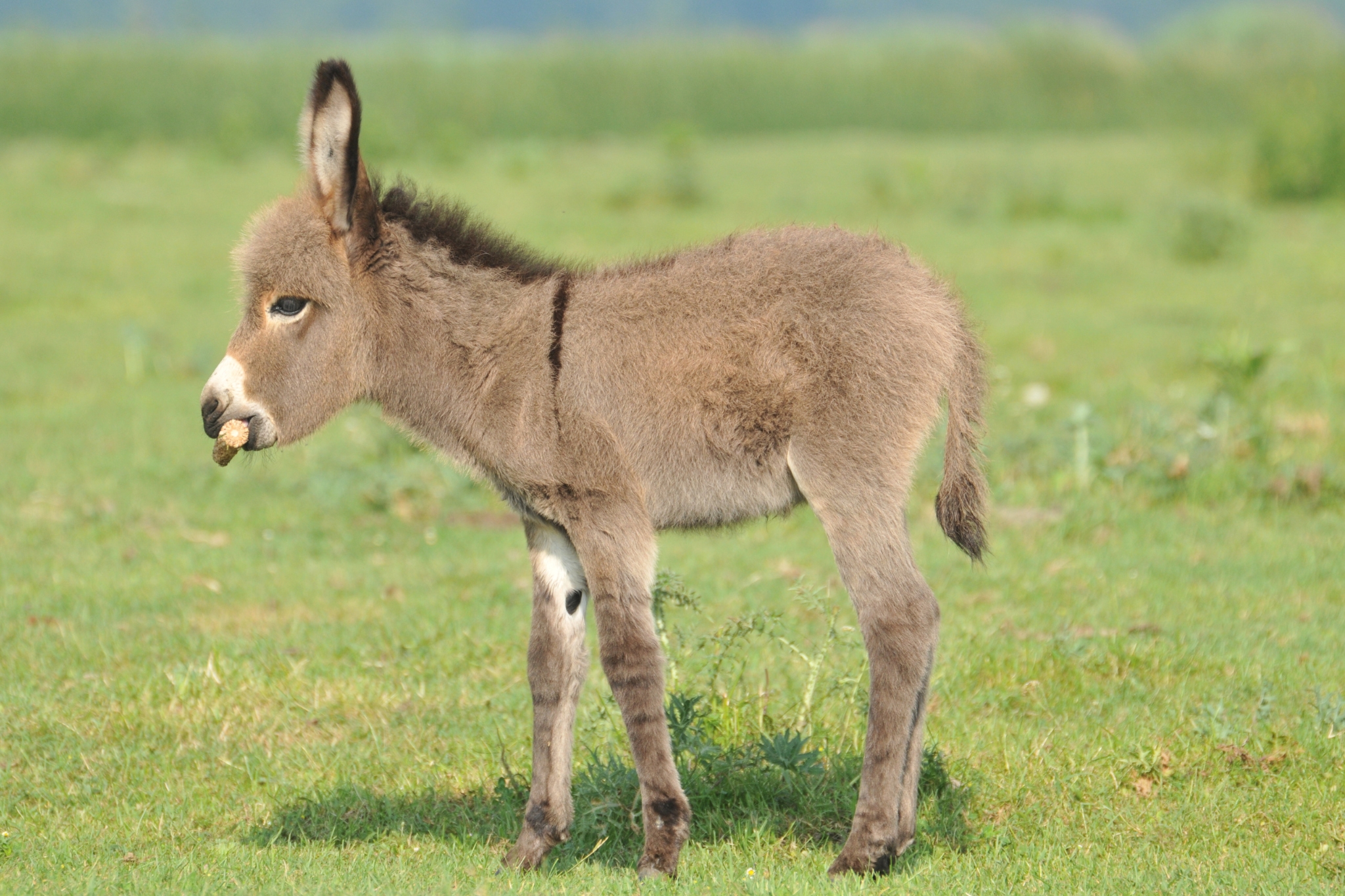 Mini Donkeys