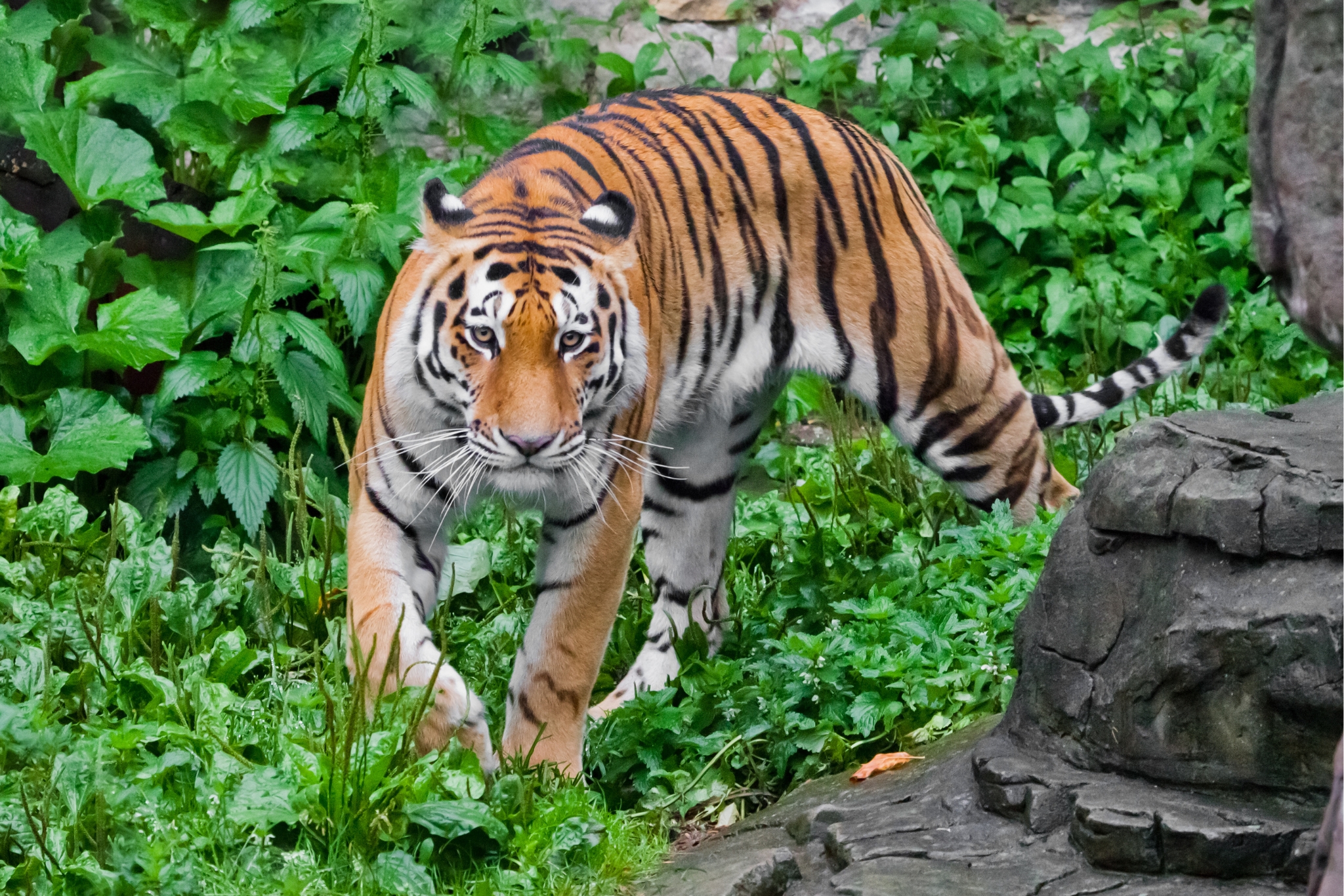 Do Animals in Captivity Need More Control? - Science Says Yes