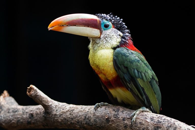 Aracaris