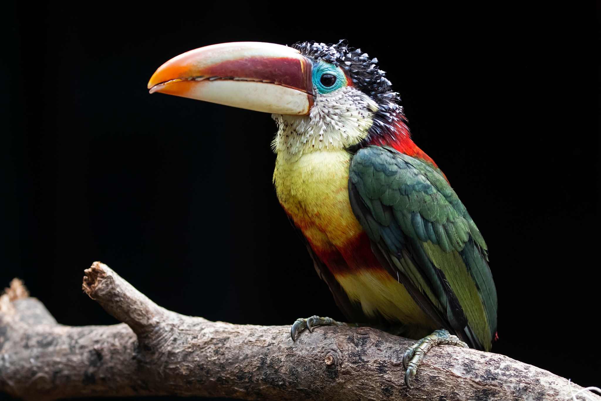 Aracaris