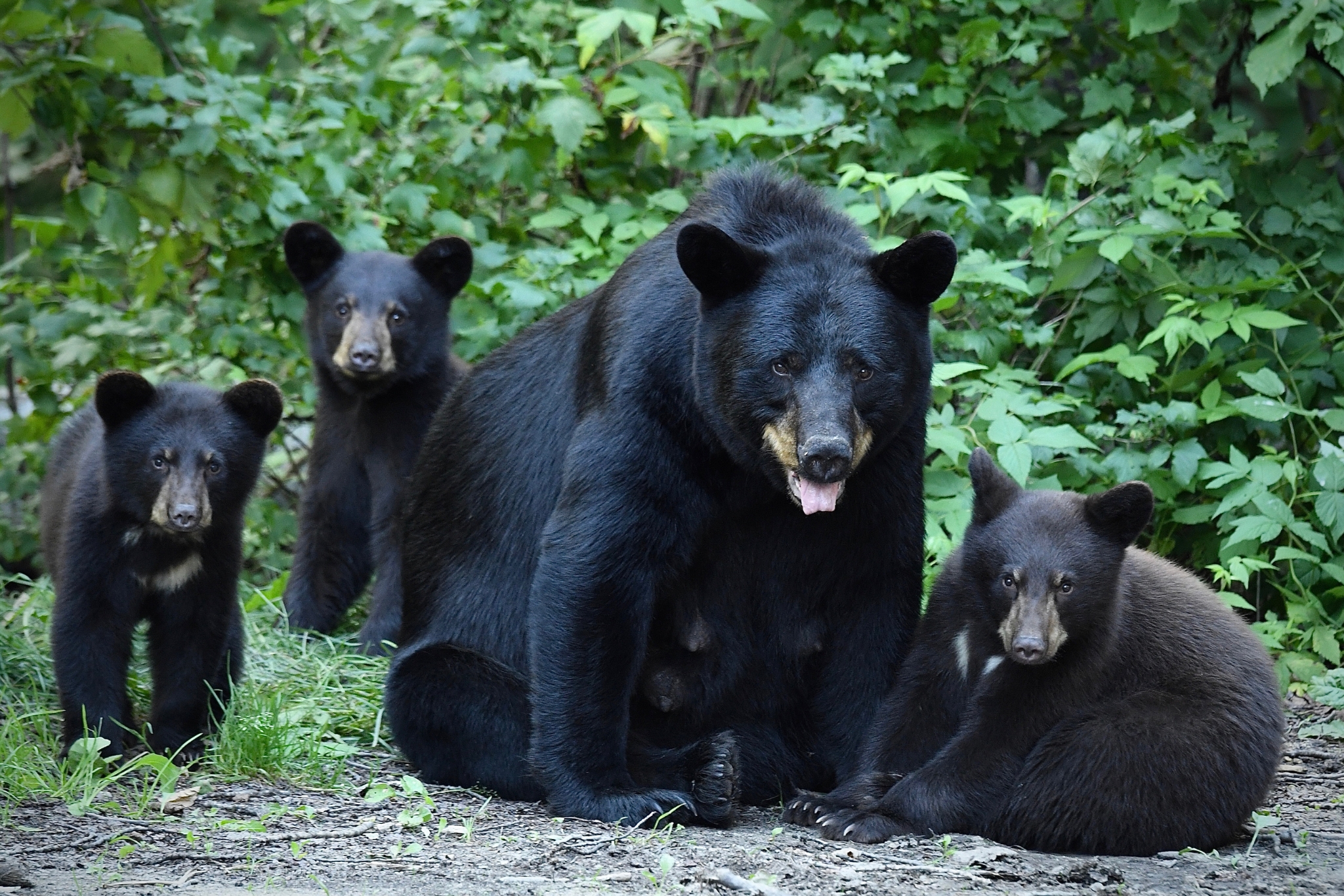 New York Wildlife