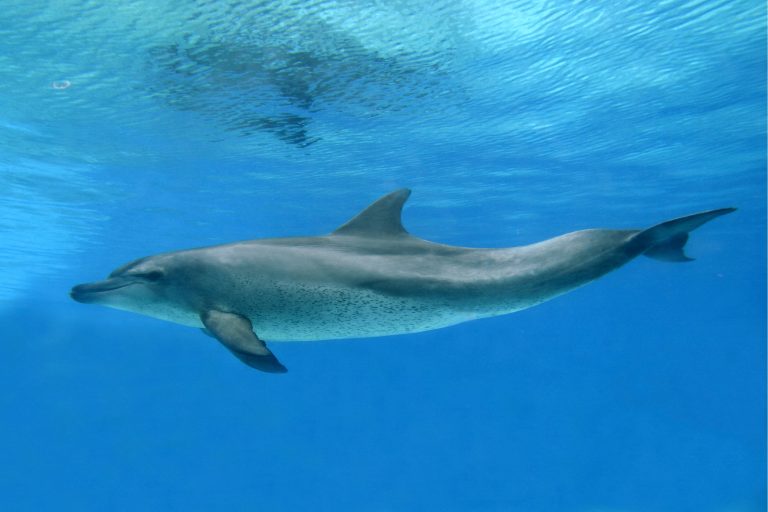 Animals That Use Tools