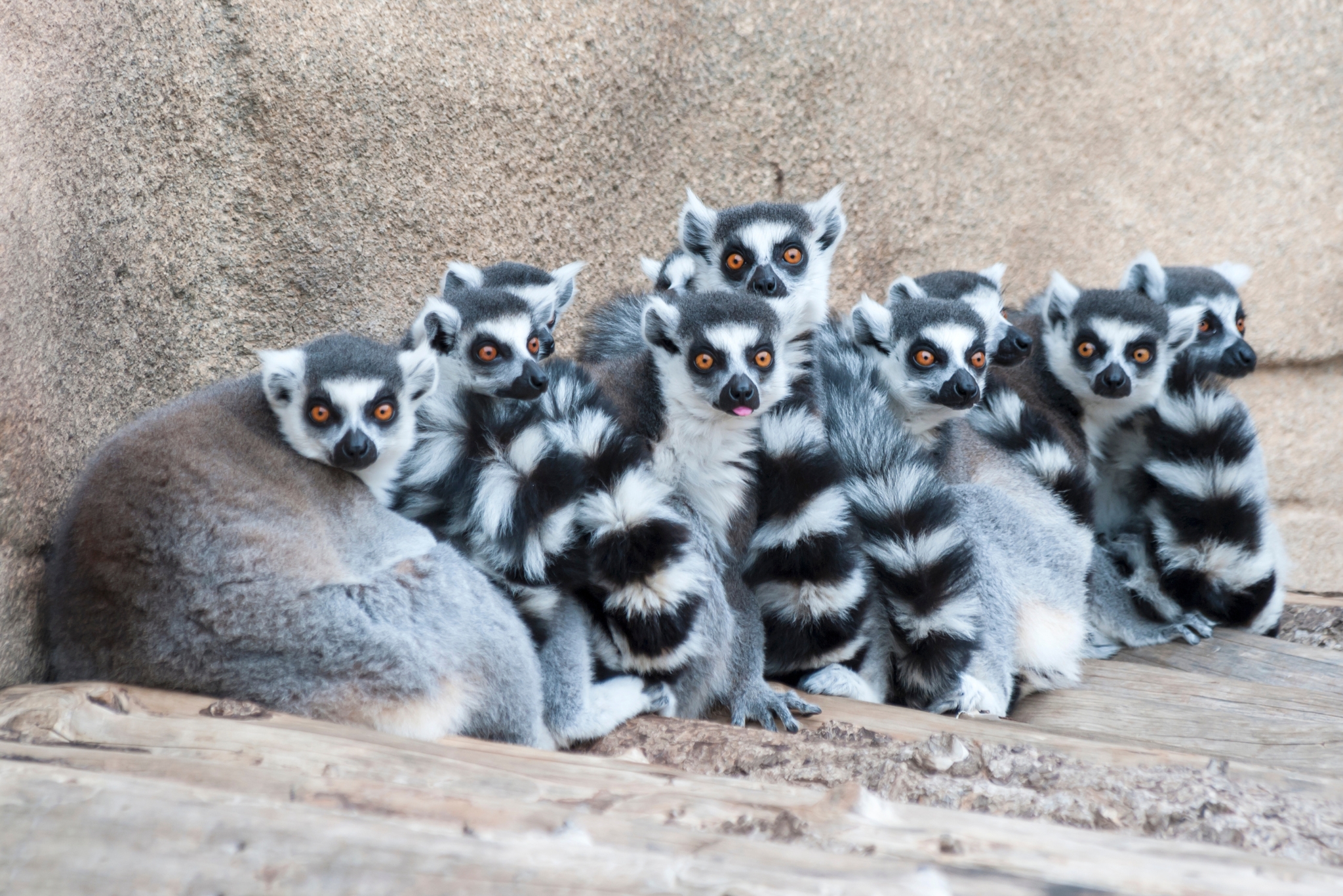 I Know Lemurs Are Adorable