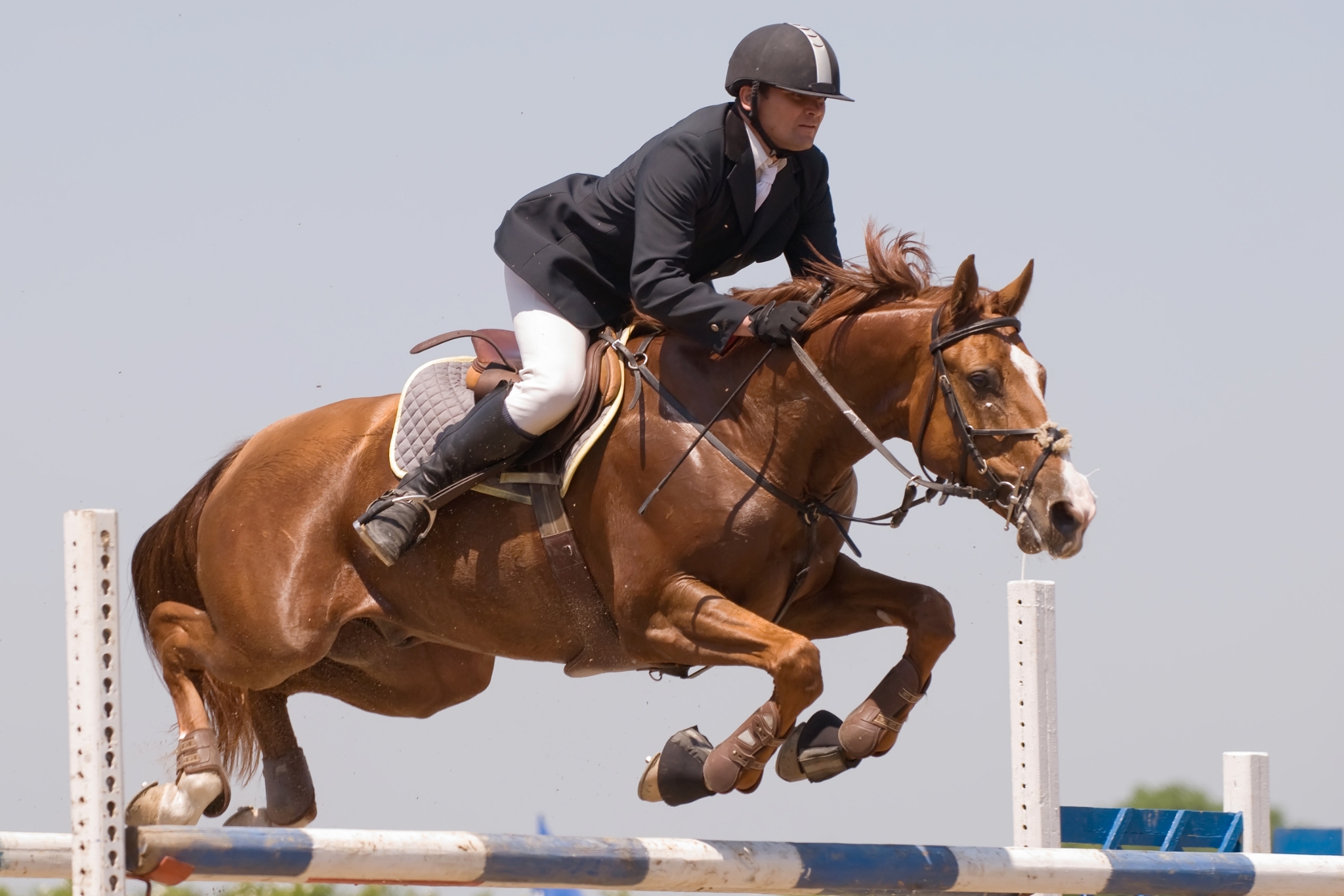 When Can Horses Start Jumping?